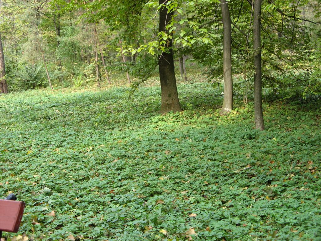 Фото 81 - Осенний парк "Александрия" (Белая Церковь)