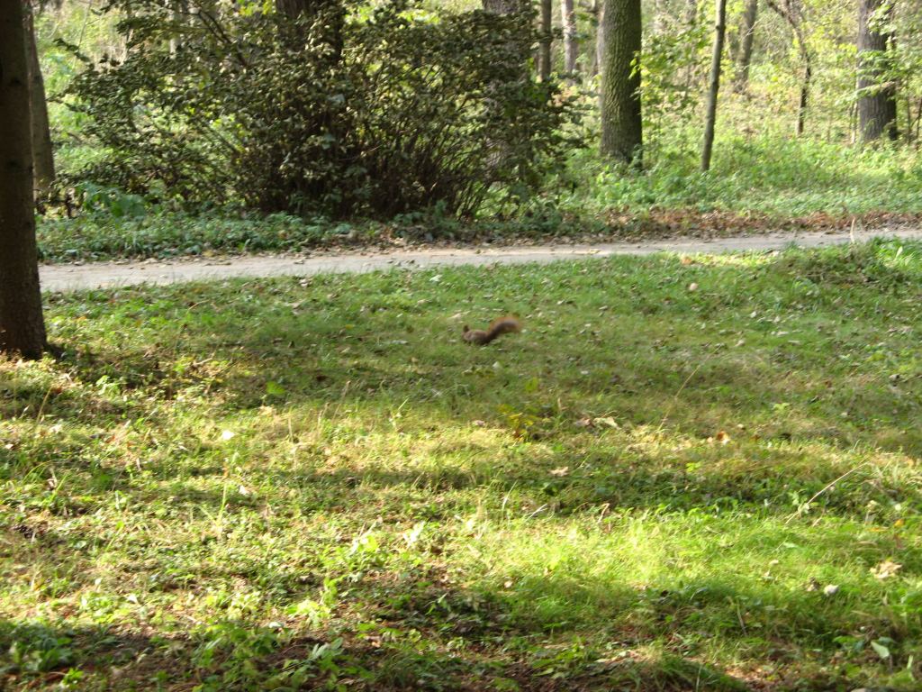 Фото 92 - Осенний парк "Александрия" (Белая Церковь)