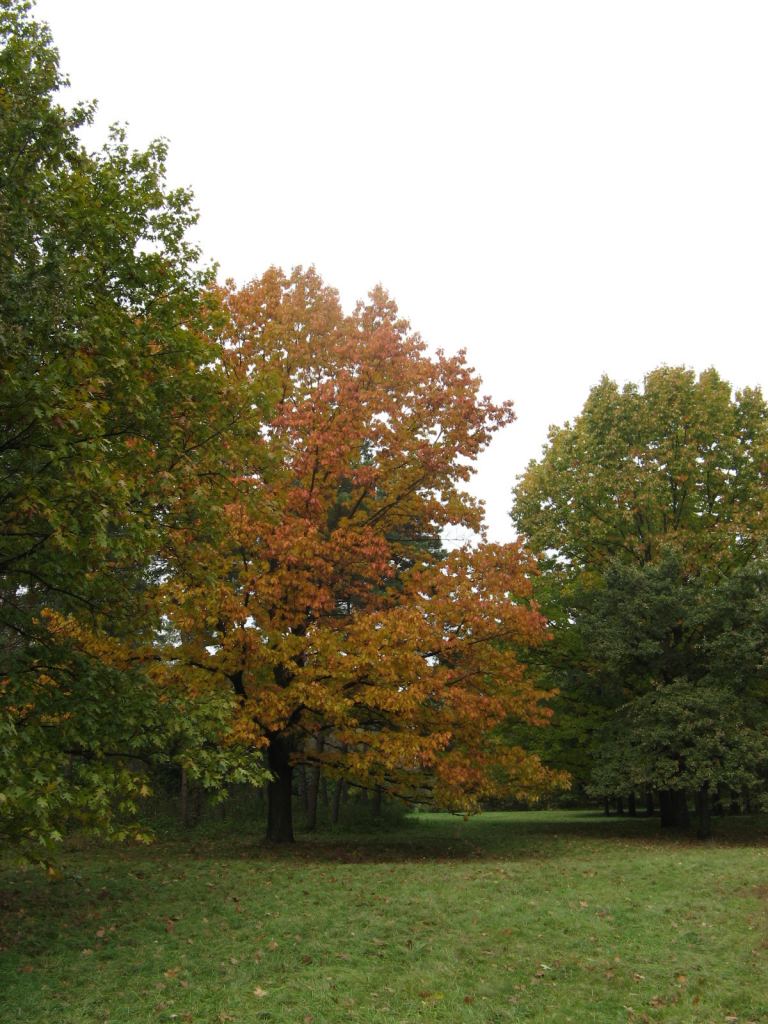Фото 140 - Осенний парк "Александрия" (Белая Церковь)