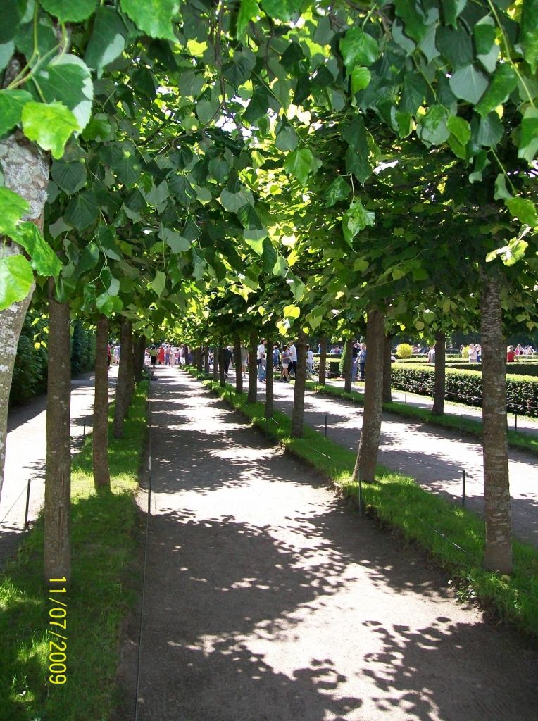 Аллеи в Петергофе - Дворцово-парковый комплекс Петергоф