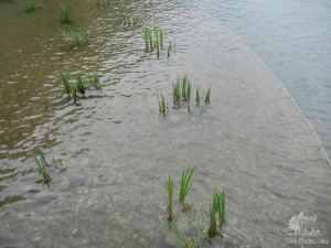 В Вальдштейнском саду - Прага. Левый берег. Градчаны