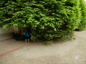 В Вальдштейнском саду - Прага. Левый берег. Градчаны