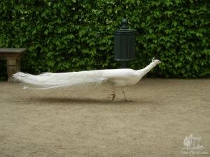 В Вальдштейнском саду - Прага. Левый берег. Градчаны