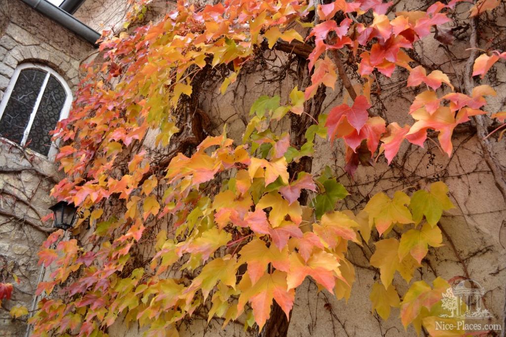Осенний дикий виноград - Винными дорогами Австрии. Достопримечательности Руста