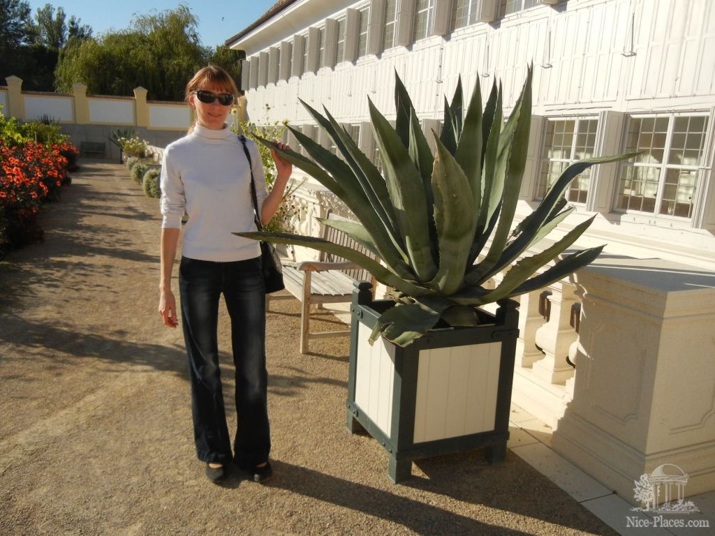 А это растение точно из рода алоэ - Замок Шлосс Хоф (Schloss Hof) в Австрии