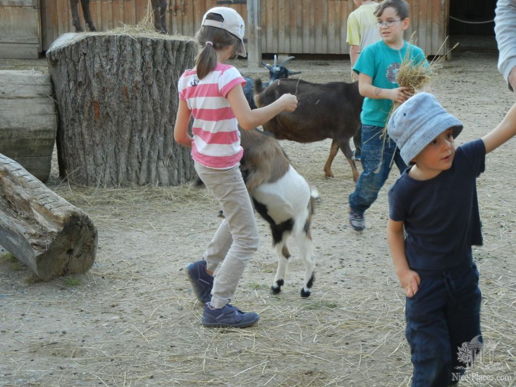 Фото 65 - Замок Шлосс Хоф (Schloss Hof) в Австрии