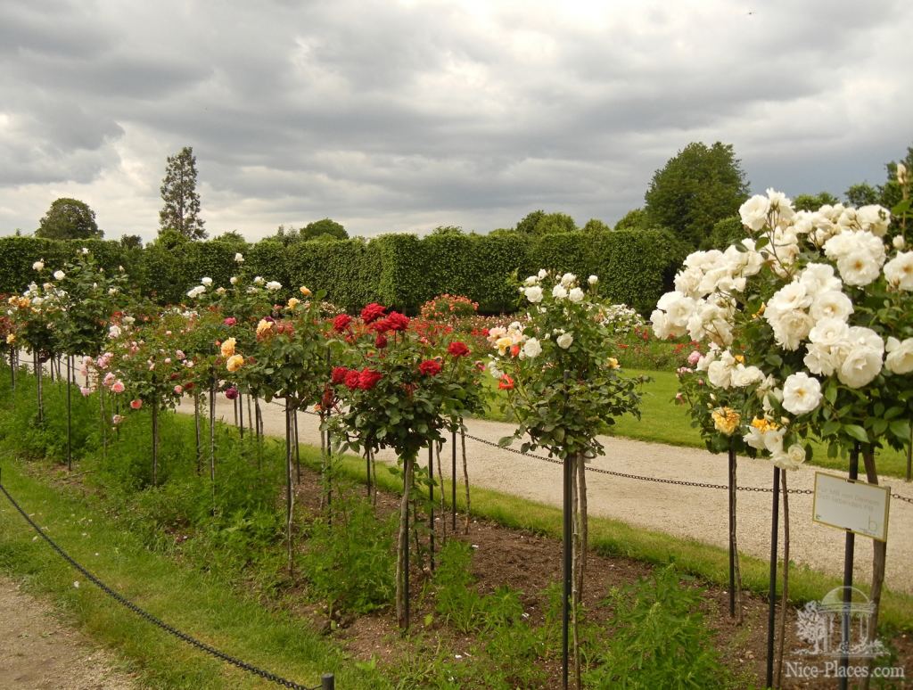 Цветущие розы в Шенбруннском парке - Дворцовый парк и розарий в Шеннбруне (Вена)