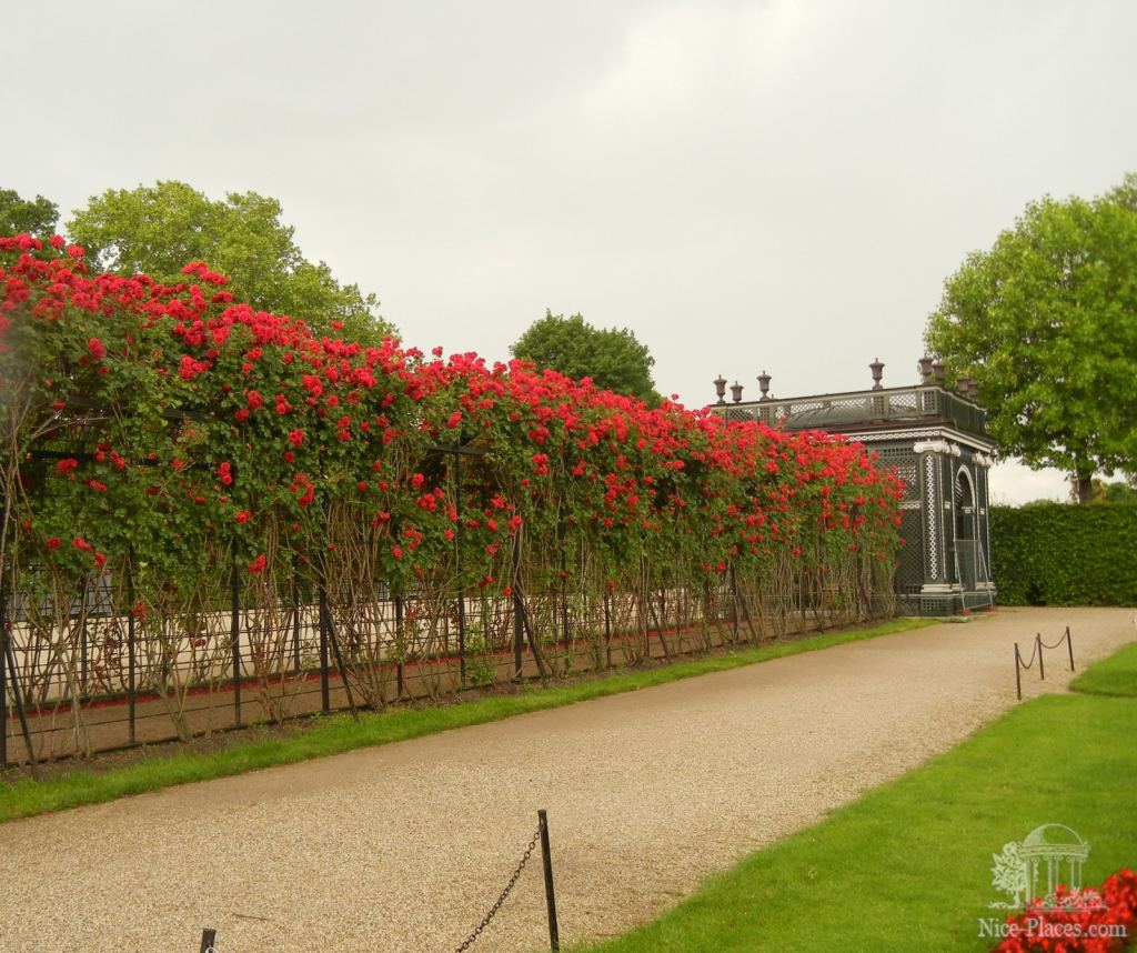 Тоннель из роз снаружи - Дворцовый парк и розарий в Шеннбруне (Вена)