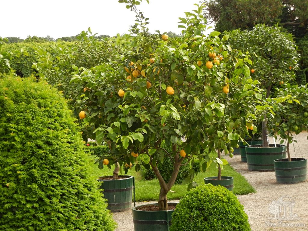 Сад принца Рудольфа в Шенбрунне. Здесь в основном цитрусовые деревья - Дворец Шенбрунн в Вене