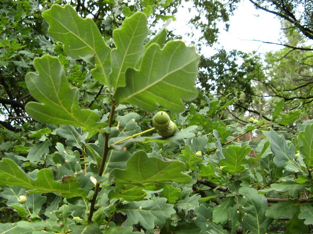 Фото 16 - Славкурорт