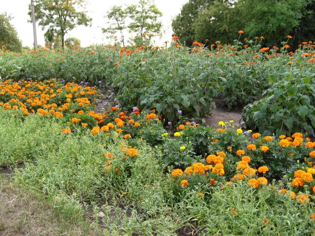 Фото 31 - Славкурорт