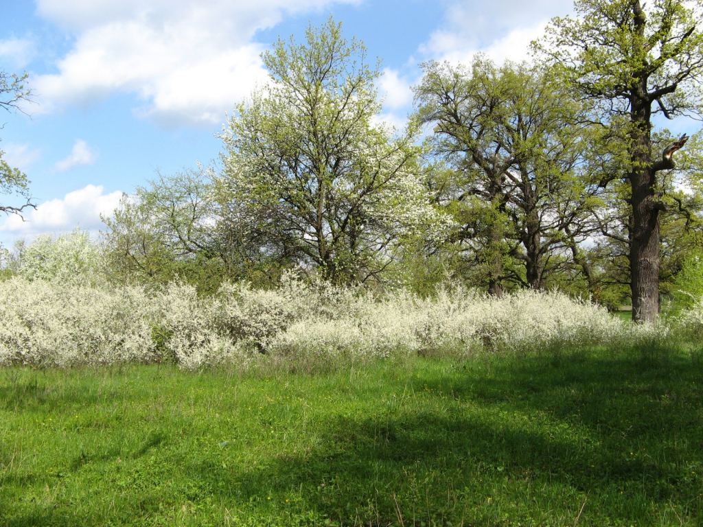 Фото 1 - Святогорск и Святогорская Лавра