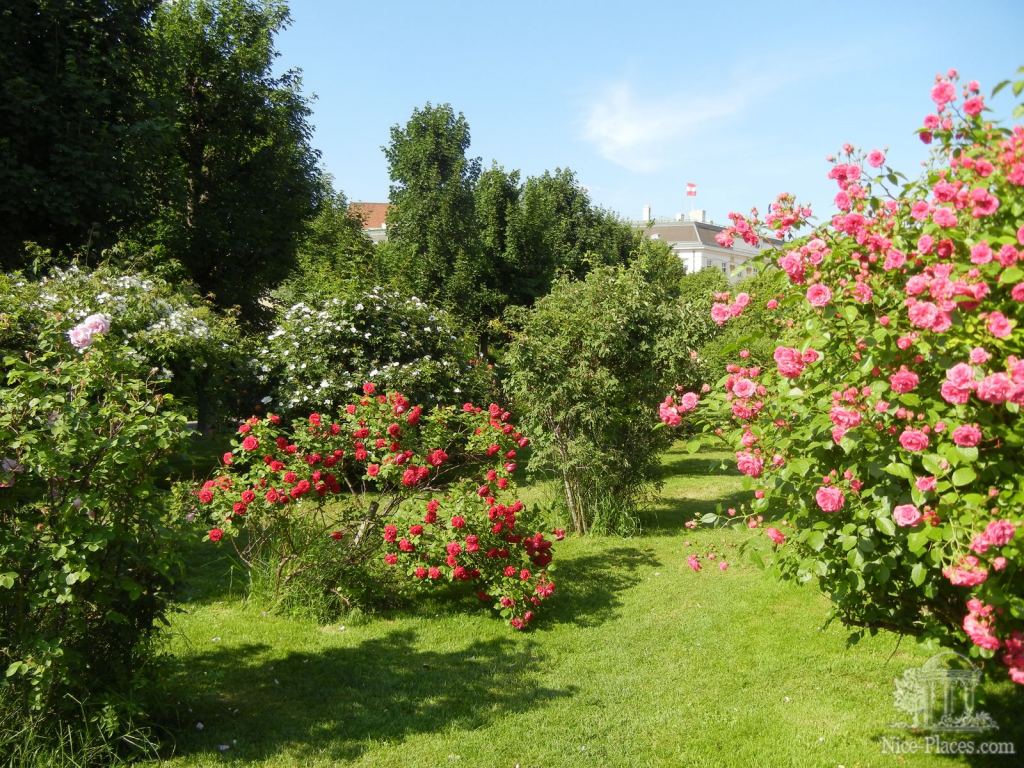 Розы в Народном парке - И снова неповторимая Вена