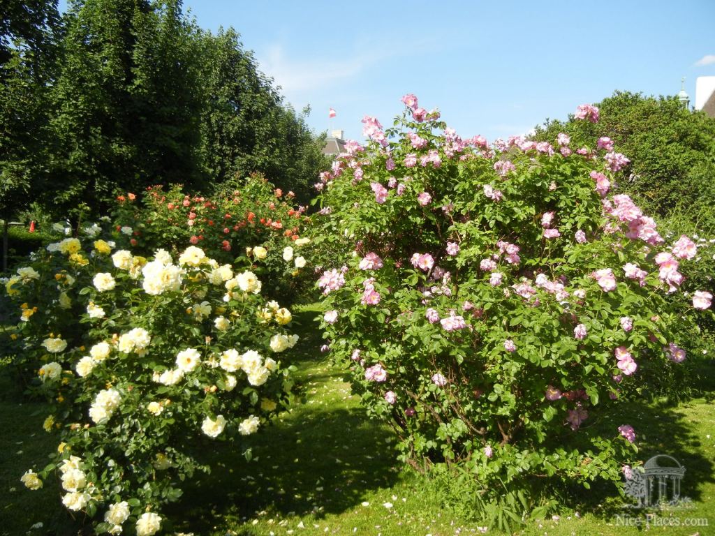 Говорят в народном парке более 300 сортов роз - И снова неповторимая Вена