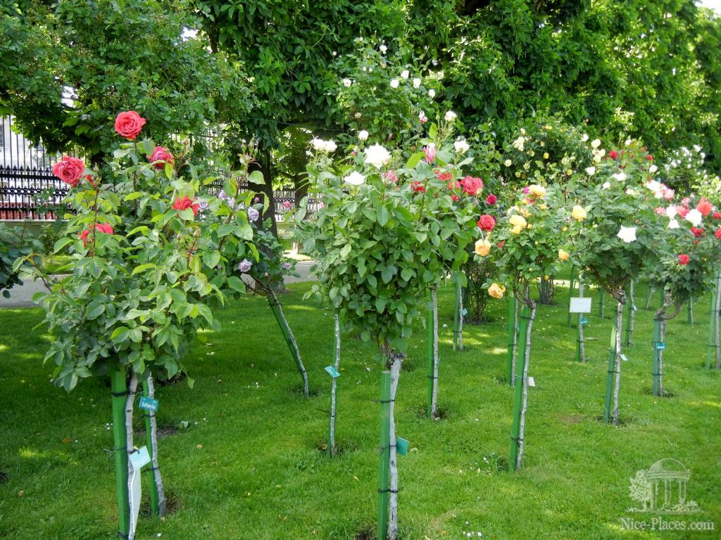 И снова розы в Народном парке - И снова неповторимая Вена