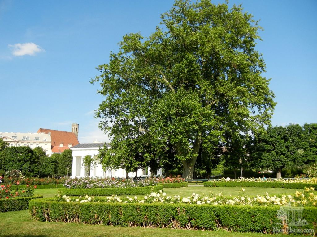 Громадный платан контрастирует с розами и подстриженными кустами - И снова неповторимая Вена