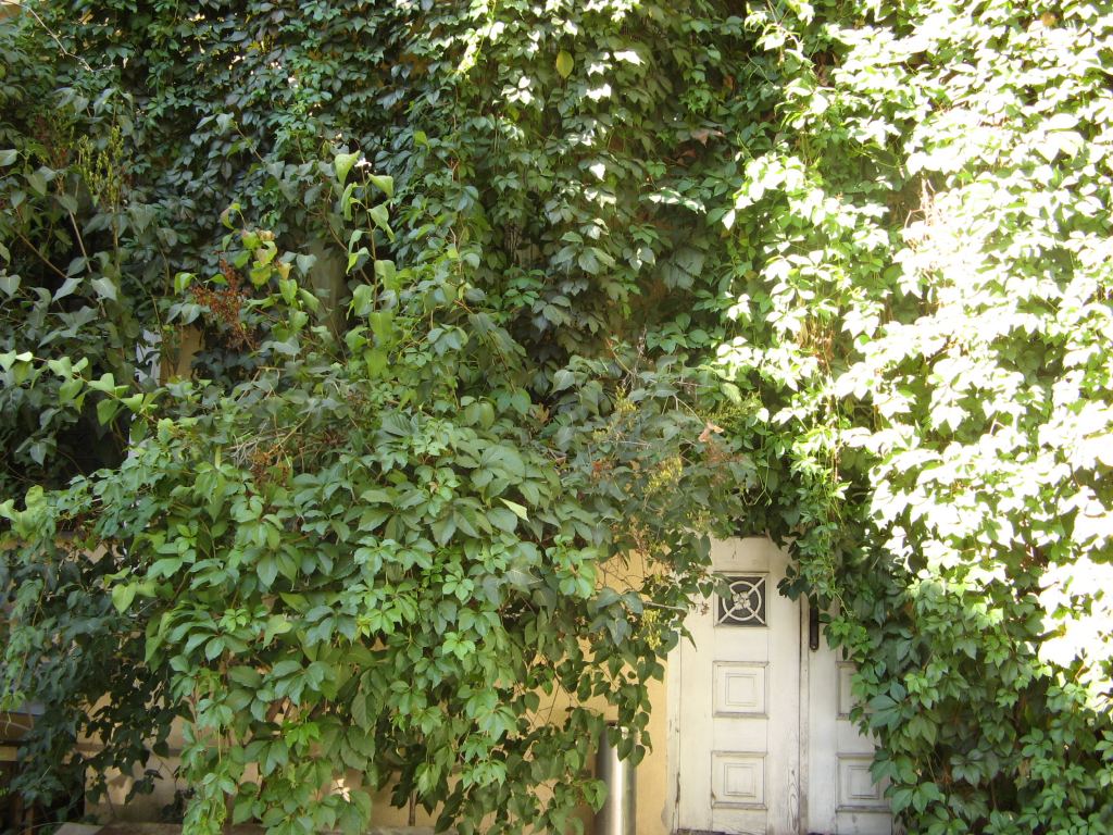 В дворике очень зелено и уютно - Двор "Окно в Европу" на Пушкинской