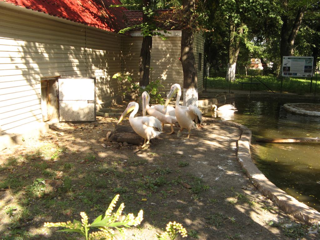 Семейство пеликанов - Одесский зоопарк