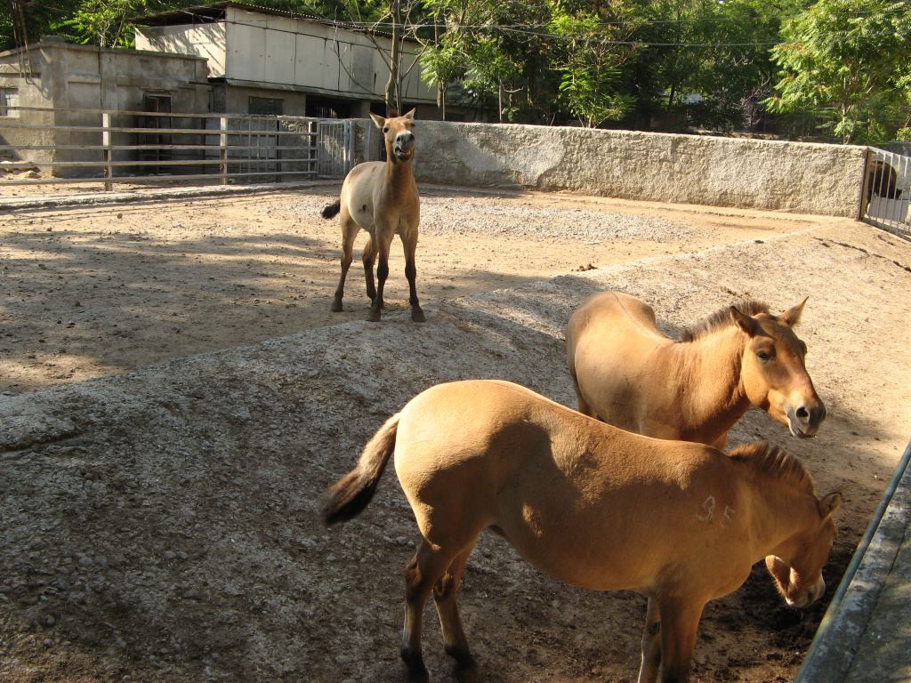 Дикие лошади - знатные попрошайки. Съели у нас все 3 груши - Одесский зоопарк