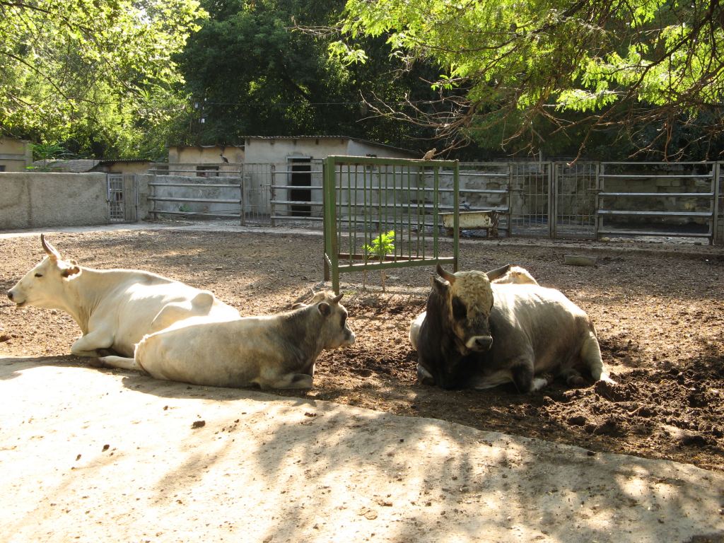 Крупный рогатый скот - Одесский зоопарк