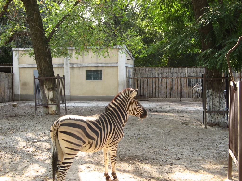 Полосатая лошадка - Одесский зоопарк