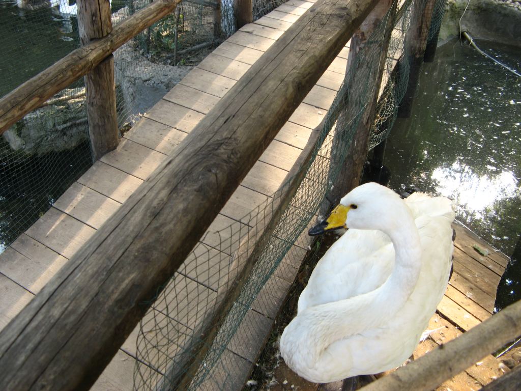Лебедь в сельском дворике - Одесский зоопарк