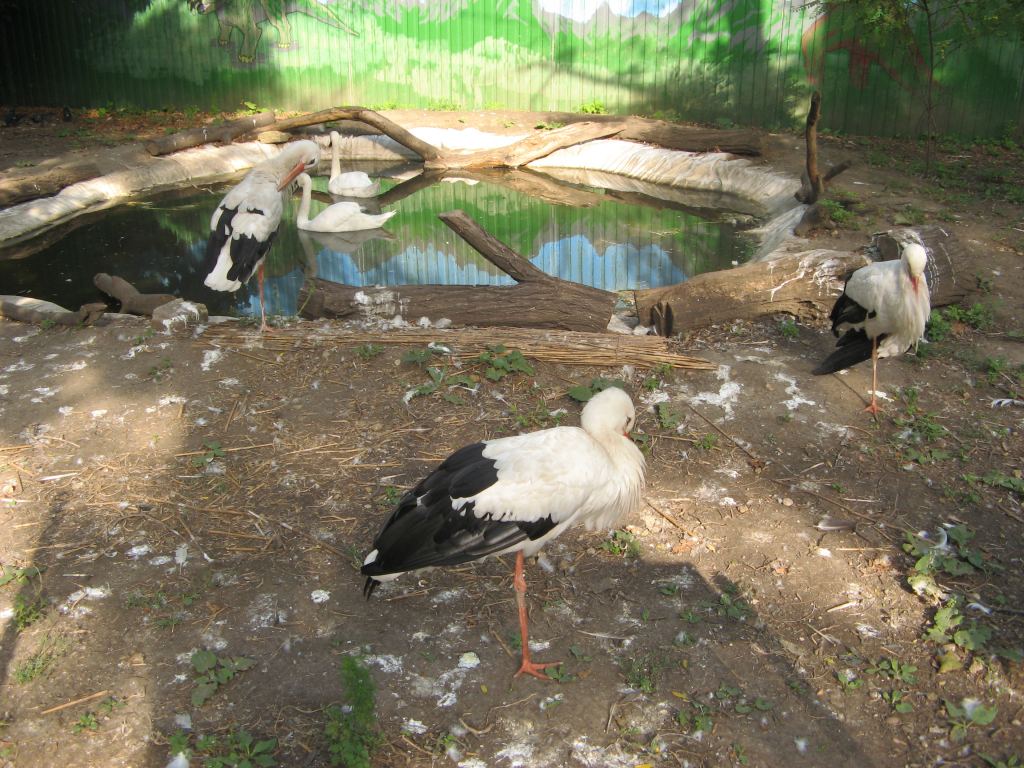 Аисты - Одесский зоопарк