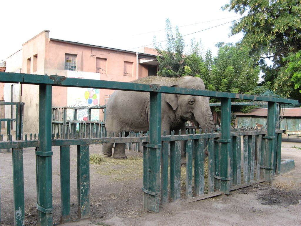 Слон! Это индийский - небольшого роста и с маленькими ушами - Одесский зоопарк