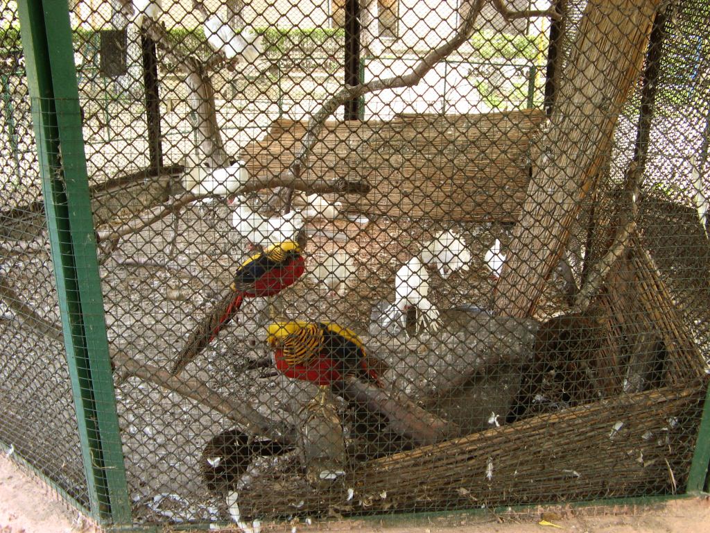 Тут живут золотые фазаны и белые голуби - Одесский зоопарк