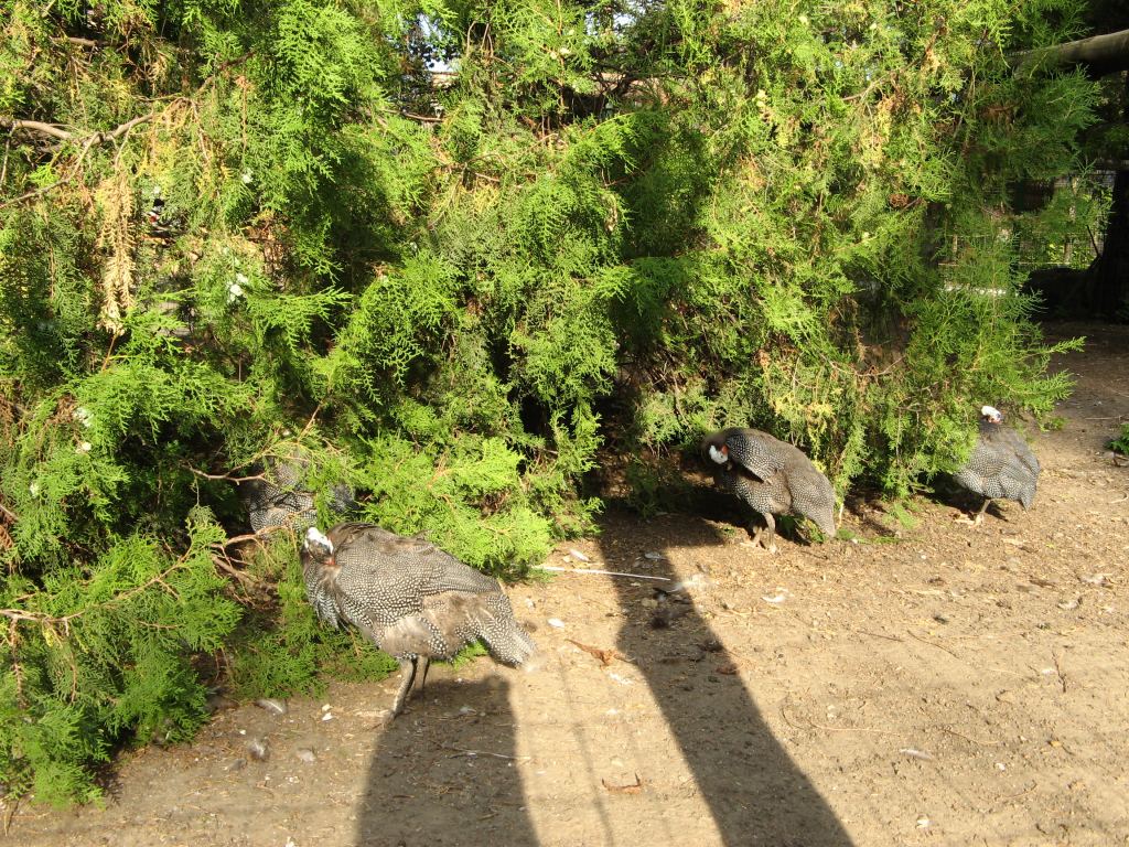 Тоже фазанник - Одесский зоопарк