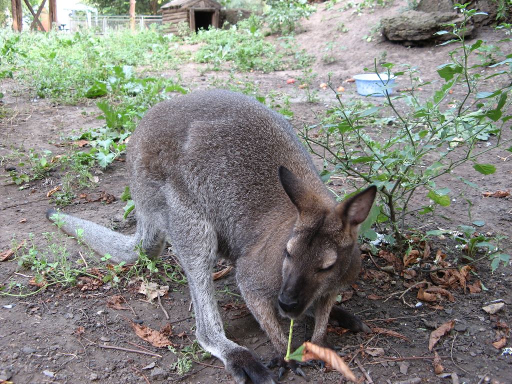 Кенгуру, бегал очень быстро. Редкий кадр! - Одесский зоопарк