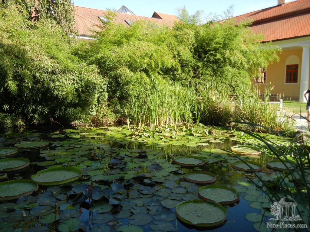 Пруды с кувшинками Виктория регия - Пьештяны - красивейший бальнеологический курорт Словакии