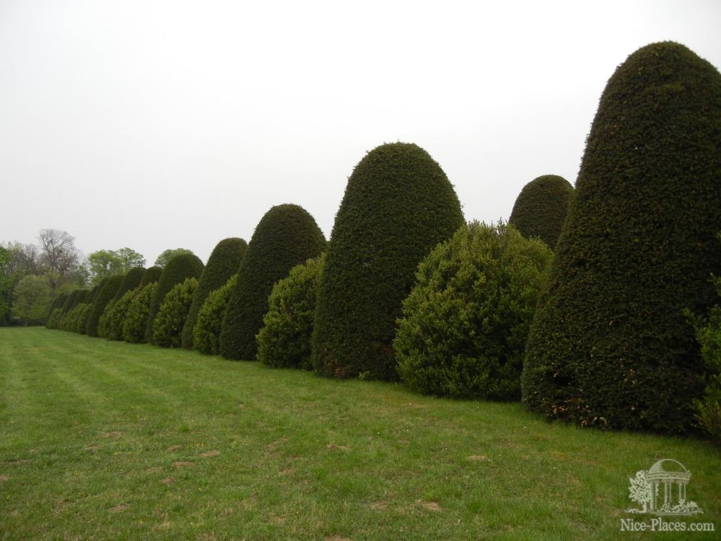 Вековые тисы в огранке садовников - Замок Фертёд - венгерский Версаль