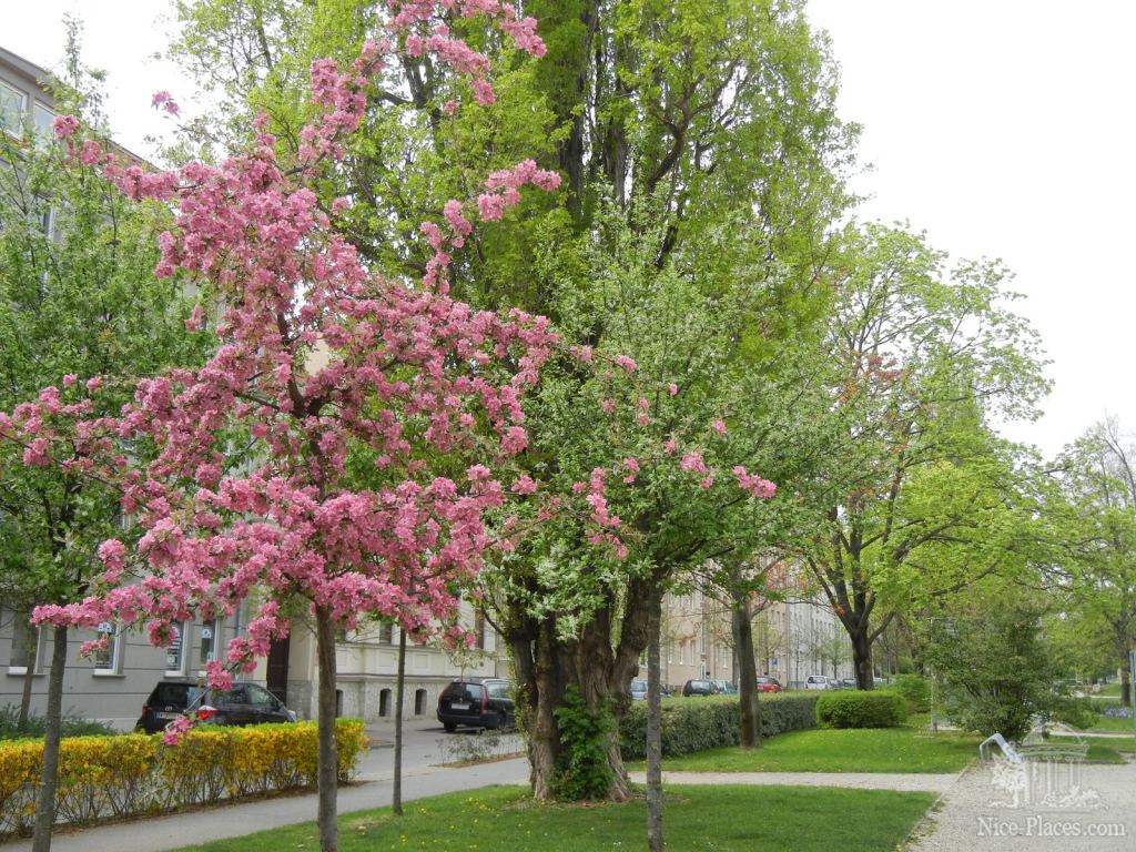 Маленькая сакура цветет - Шопрон - второй по красоте город Венгрии