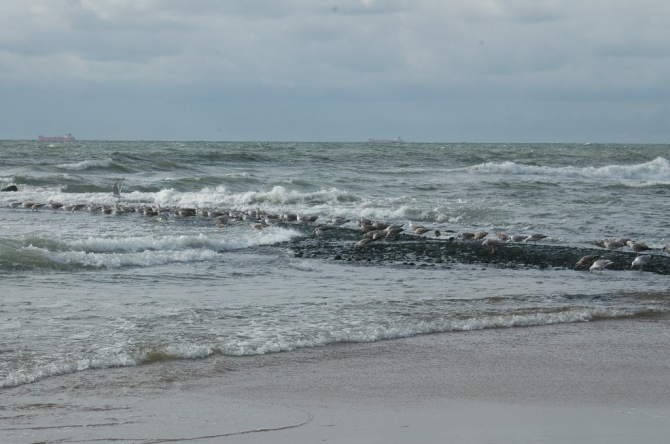 Холодное море. Сильный ветер - Однажды на северном море. Гаага