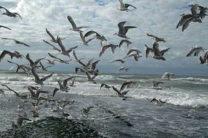 Фото 10 - Однажды на северном море. Гаага